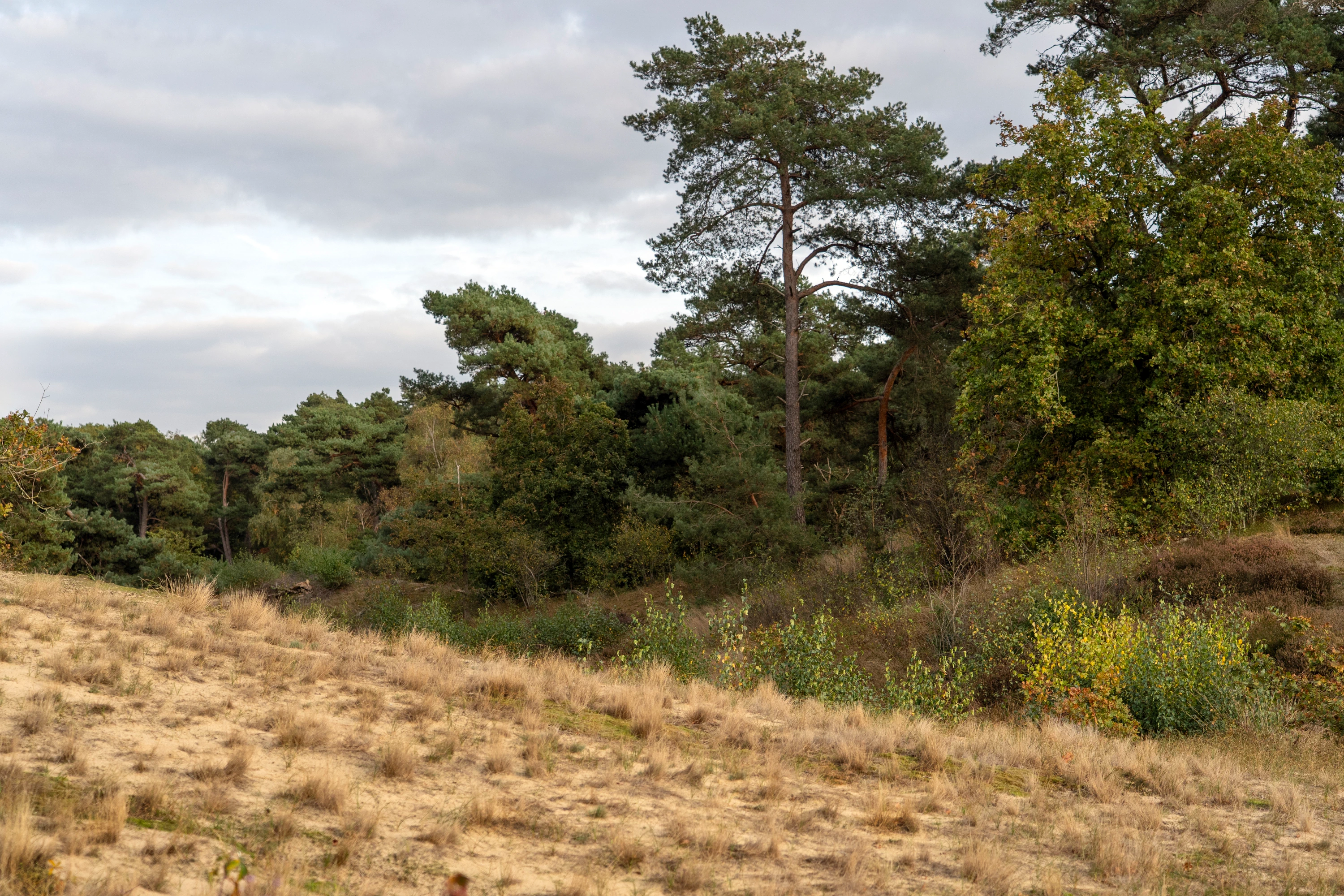 Landscape scene 01 large