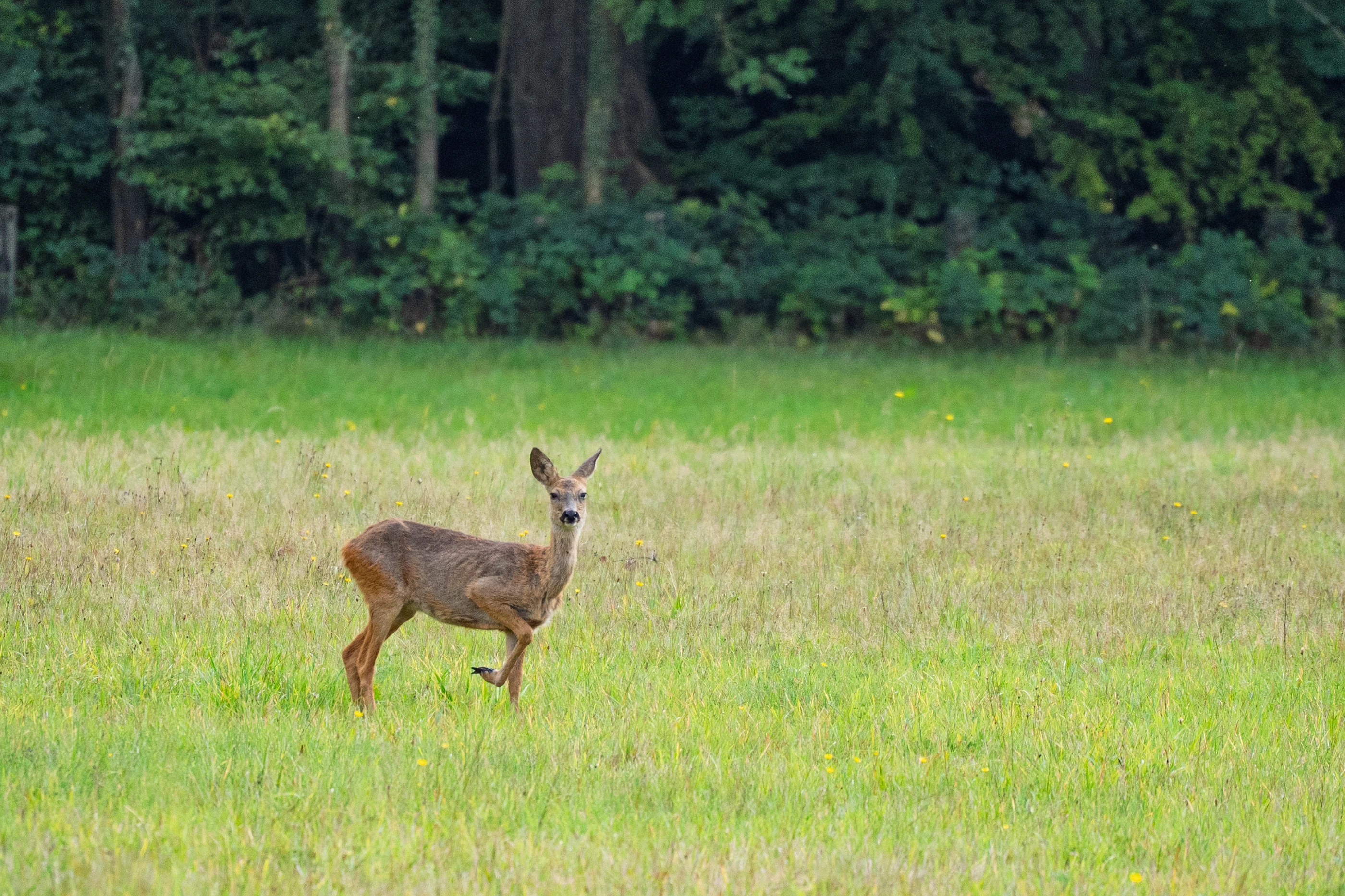 Nature scene 03 large